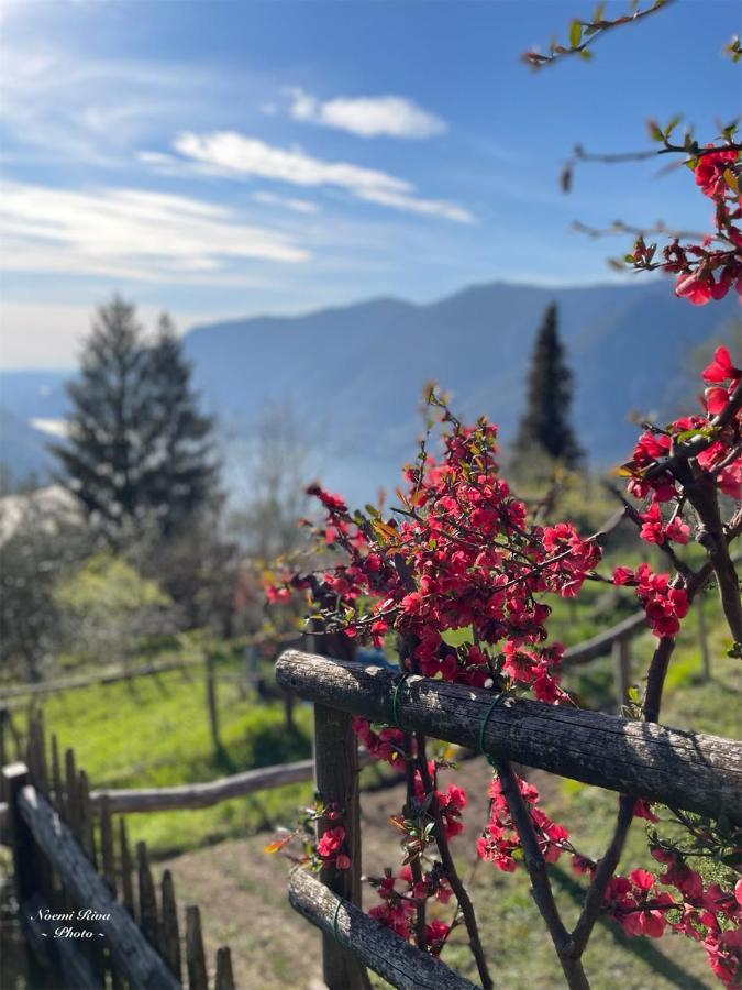 Ca Al Borgo Apartamento Faggeto Lario Exterior foto